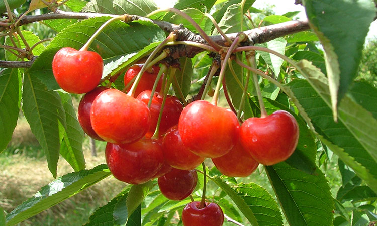 Radiance Pearl cherries with bright sheen